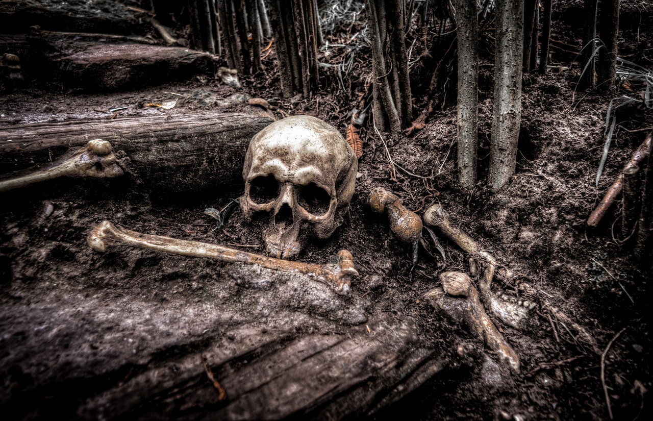 Human Skull in the Woods